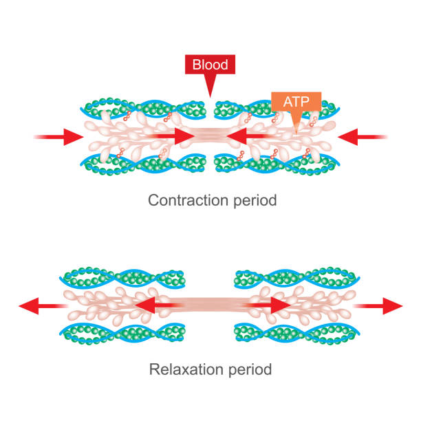 Muscle contraction. The muscle contraction as a result of Nerve impulses set off a biochemical reaction that causes myosin to stick to actin. Human body infographic. myosin stock illustrations