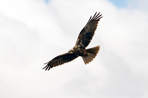 Eagle owl flying against clear sky.Eagle owl flying against cloudy sky.