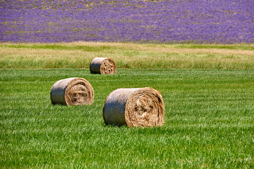Hay bales and field stubble in farm, Provence, France.