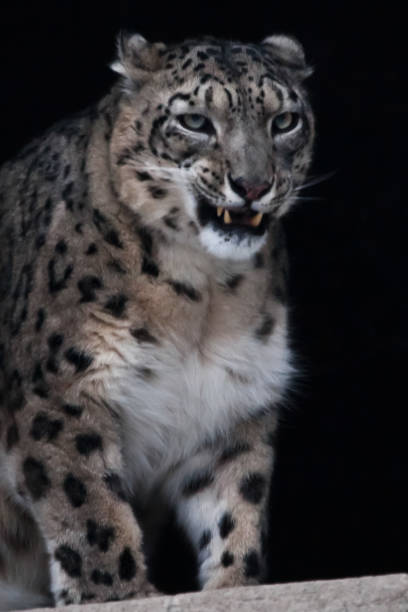 istock The snow leopard growls menacingly on a black background 1131110861
