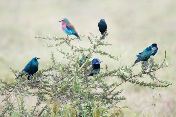 Lilac breasted roller and starlings in a thorn bush - Africa