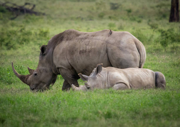 istock Rhinoceros and Calf 1131111193