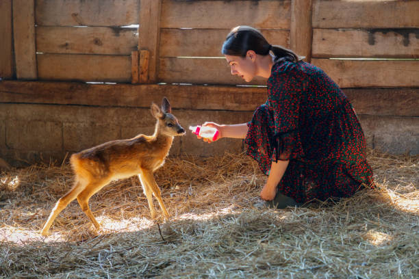 Offering milk from nursing bottle to fawn Young woman crouching and offering milk from nursing bottle to fawn in stable love roe deer stock pictures, royalty-free photos & images