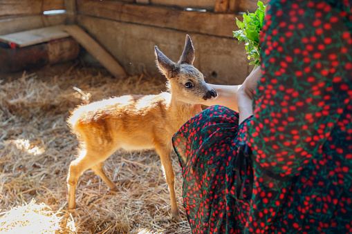 Fawn standing close to young woman in stable before feeding