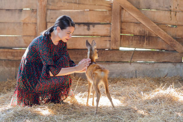 Woman taming fawn Young woman crouching by a fawn, taming it love roe deer stock pictures, royalty-free photos & images