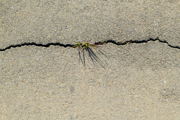 grass has cracked the road