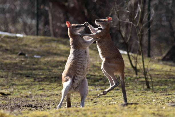 istock Red kangaroo, Macropus rufus in a german zoo 1131114389