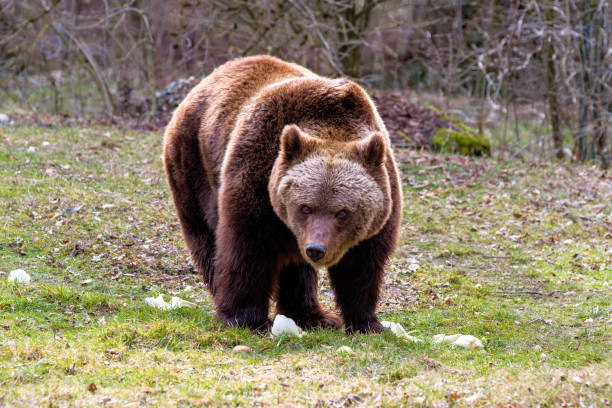 istock European brown bear, ursus arctos in a park 1131114940