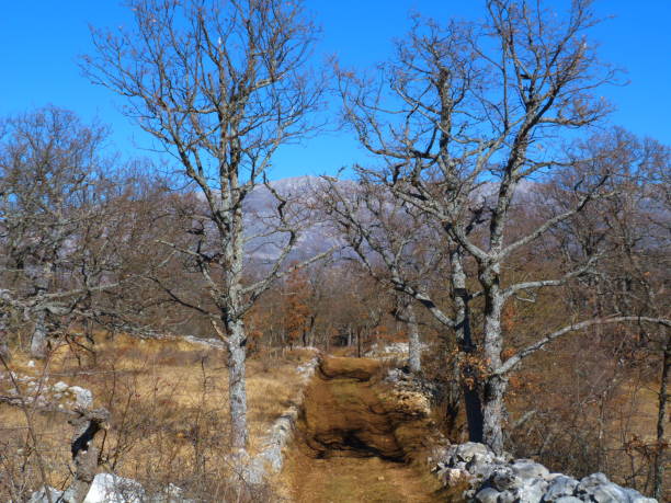 istock Path in the middle of the oaks, Alpes-Maritimes 1131118342
