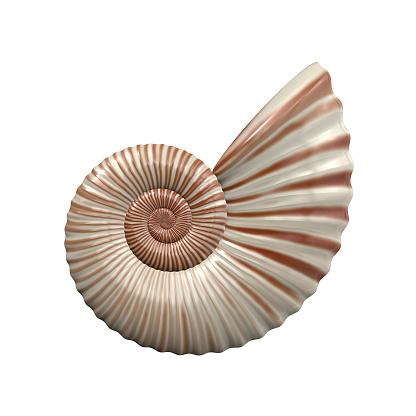 An image of a nice sea shell