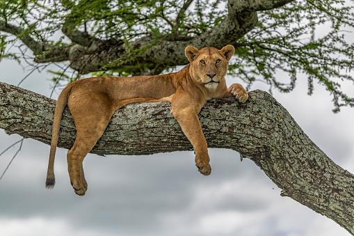 An alert lioness on a large branch in an acacia tree in Serengeti National Park, Tanzania. She is looking for prey, after the long rains.\nPanthera Leo.
