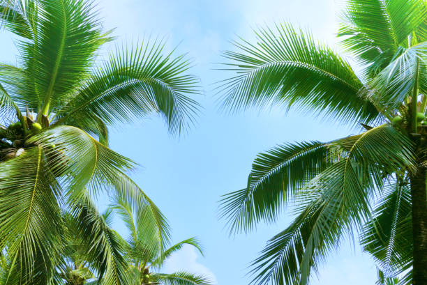 istock Vintage coconut leaves and sky background,summer theme. 1131120005