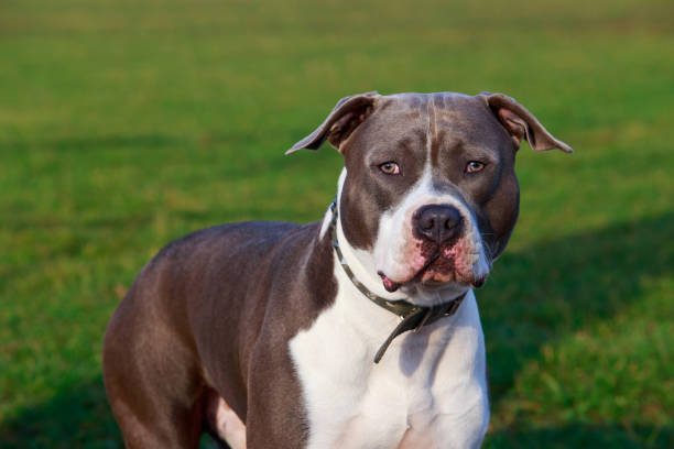 istock American Staffordshire Terrier 1131123076
