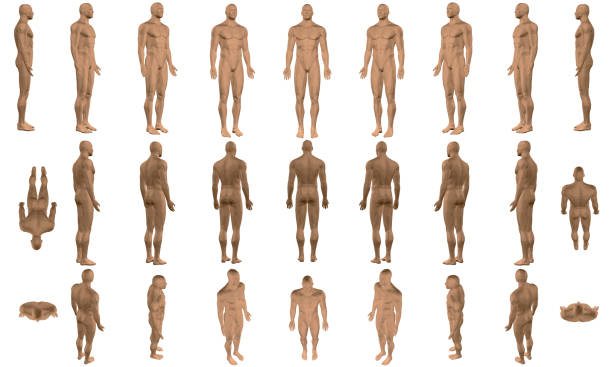 zestaw z mężczyzną z różnych stron - anatomical model stock illustrations