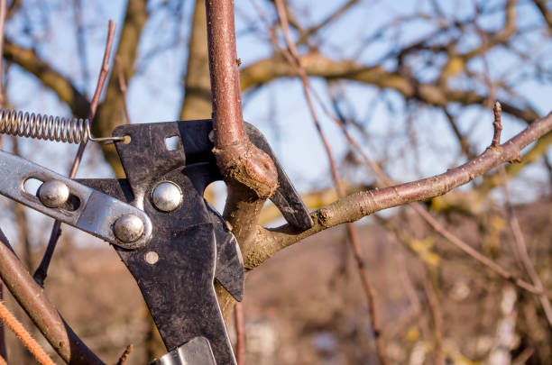 istock Spring pruning of fruit trees in the garden. 1131128874