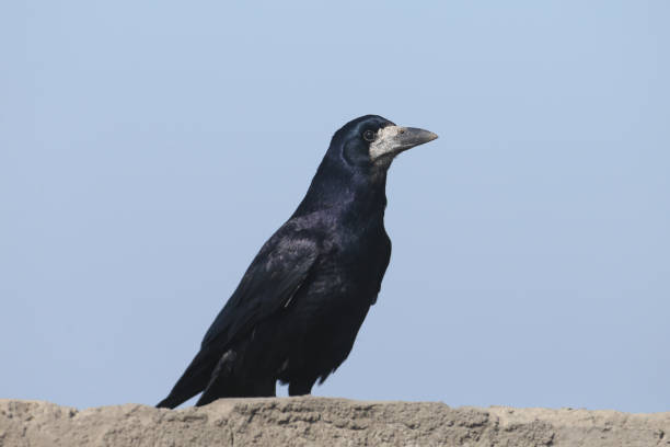 istock A rook on the rock 1131129324