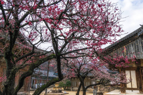 istock Tongdosa  temple and Plum Blossom 1131130074