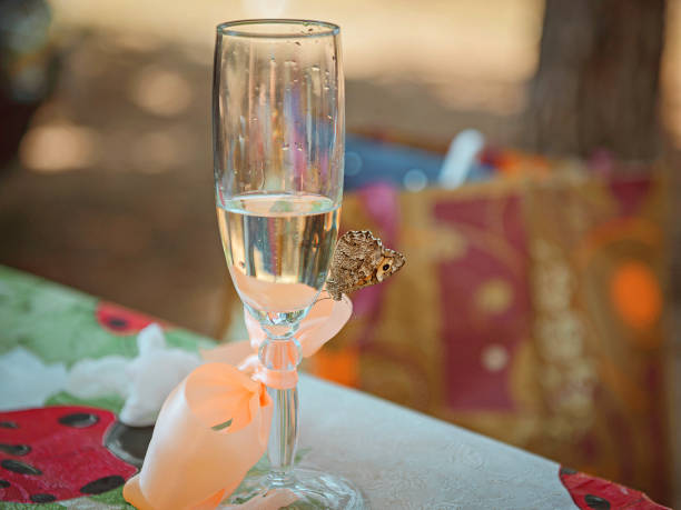 butterfly on a glass of champagne a butterfly sits on a glass of champagne тост stock pictures, royalty-free photos & images