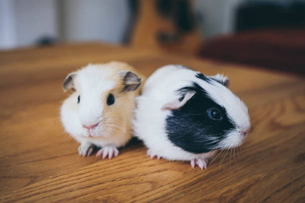 istock Cute baby guinea pigs on table 1131131066