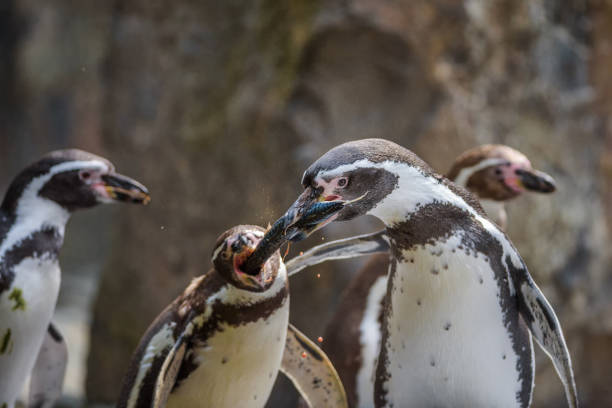 Two Humboldt penguins fight for a fish Two Humboldt penguins fight for a fish. This species is also referred to as Peruvian penguin, or patranca. penguins fighting stock pictures, royalty-free photos & images