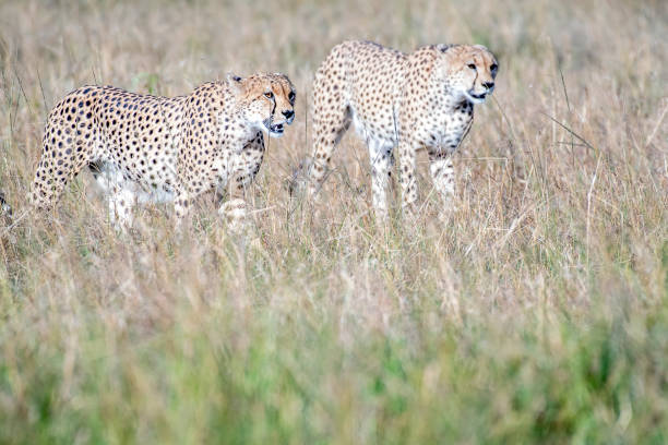 istock Five cheetahs hiding and walking in field looking for hunt, Maasai Mara 1131132453