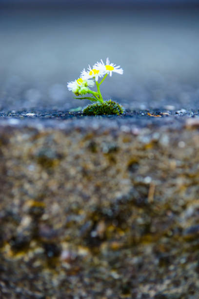 istock Little Daisy Flower on Dry Soil 1131132540