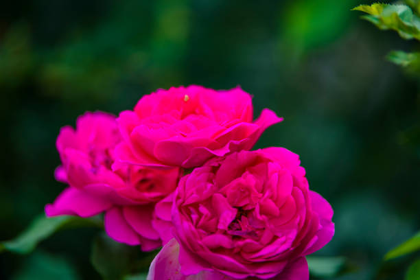 istock Pink Roses in the Garden 1131132756