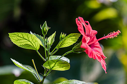 lose up with a Yellow Hawaiian Hibiscus Flower on green background
