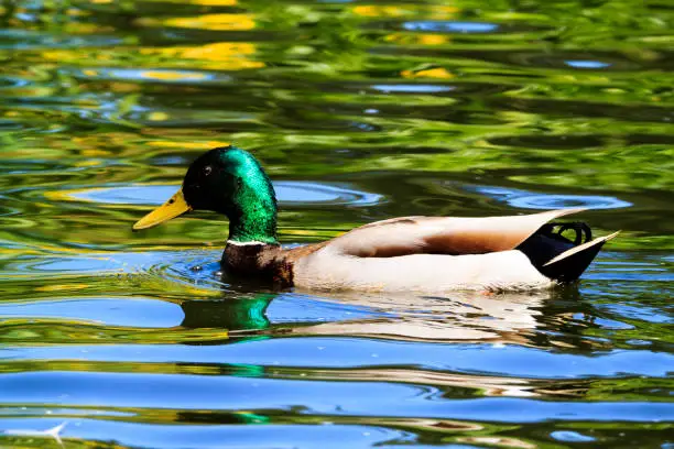 Detail of a Mallard Duck in the wild.