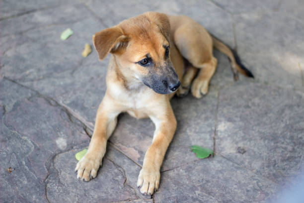 istock Brown puppies lying on the floor,Stray dog 1131134526