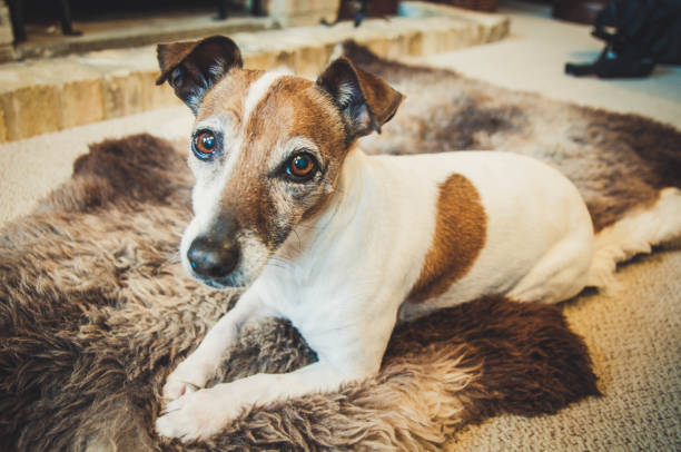 Portrait of a senior Jack Russell Terrier dog stock photo