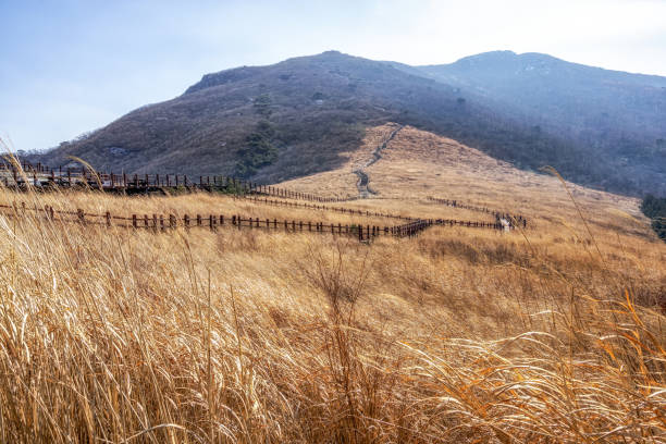 istock ganwoljae trails with reeds 1131136575