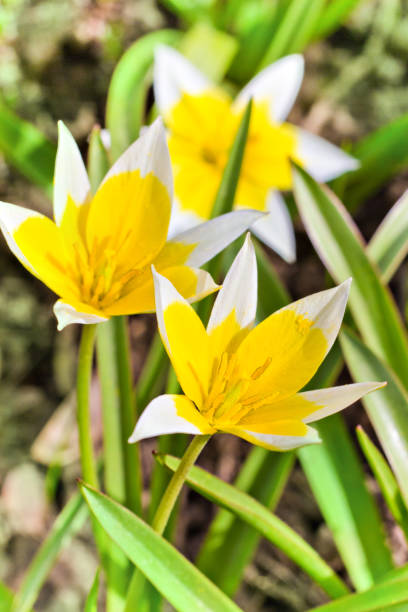 Yellow and White Tulip blossoming in garden on natural background, Tulip Tarda, late tulip Yellow and White Tulip blossoming in garden on natural background (Tulip Tarda, late tulip). Beautiful bouquet of tulips. colorful tulips. tulip in the spring field. tulipa tarda stock pictures, royalty-free photos & images