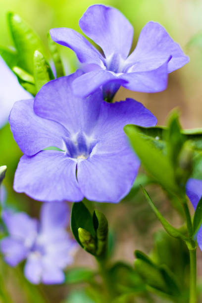 istock Periwinkle blue flowers Vinca major blooming in spring. 1131139081