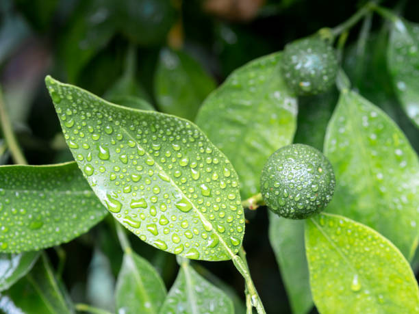 istock Unripe Lemons and Water drops on a leafs 1131139188