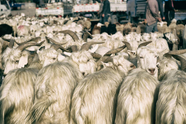 Men trading Sheep at \