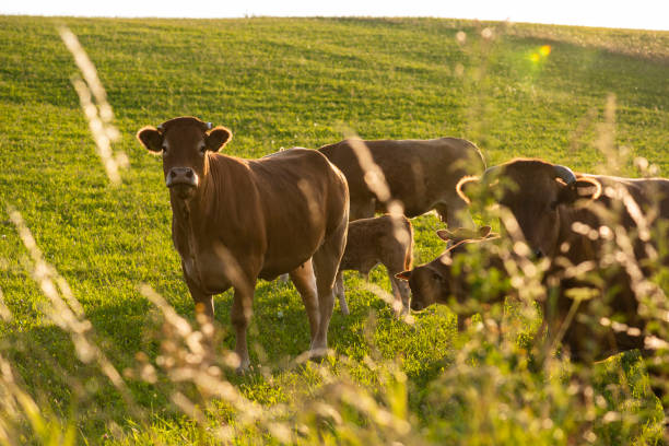 istock Cow family on green field 1131140430