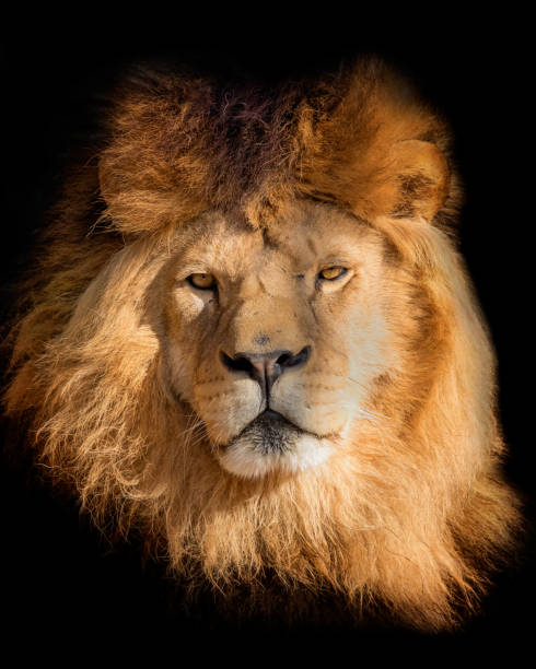 istock Portrait lion on the black 1131140435