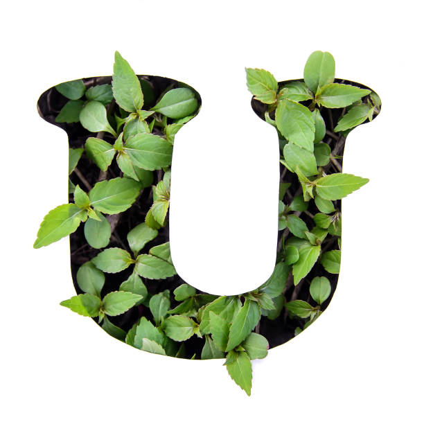 istock Letter U of the English alphabet from leaves in white stencil 1131140708