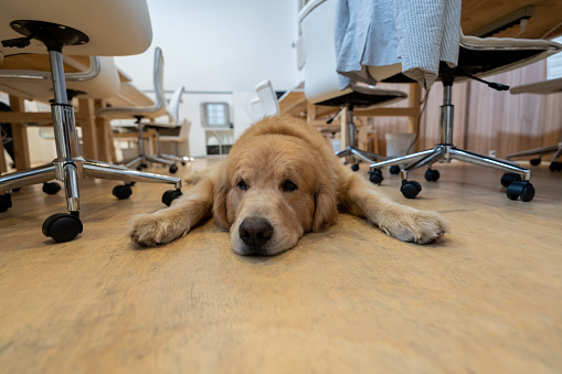 Beautiful dog looking bored at the office and lying down on the floor