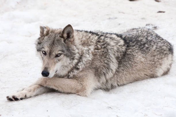 istock A female wolf lies in the snow, 1131142276