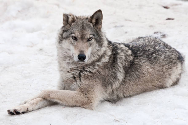 istock wolf lies in the sno 1131142281