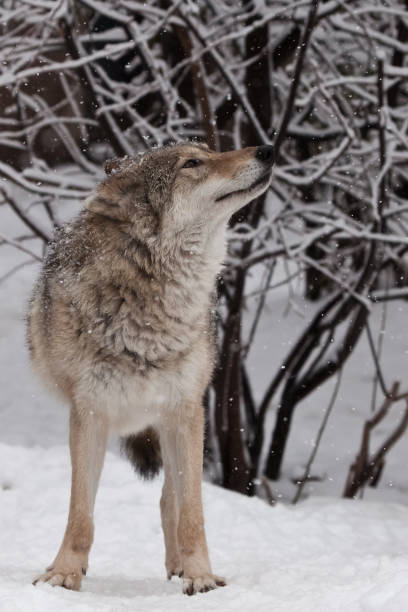 istock female wolf) looks up merrily at snowflakes while playing under snowfall 1131142312