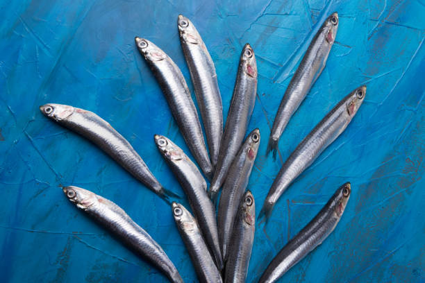 istock Fish sprats at the fish market. Fresh organic fish. 1131142423