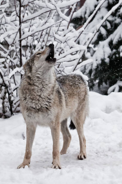 istock Song of the wolf. 1131142465