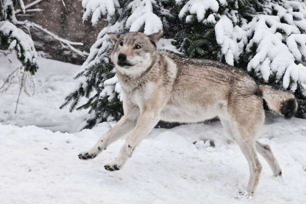istock wolf fools around during mating games and jumps up and down with a silly and funny face 1131142526