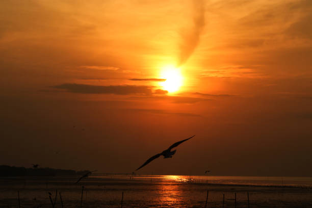 istock Morning sun and gulls flying 1131142789