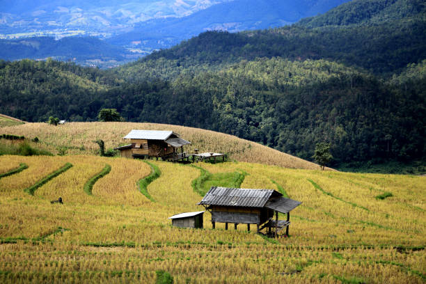 istock Homestays and terraced fields with scenic views. 1131143757