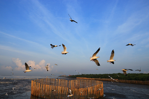 Beautiful sky at dawn, gulls flying