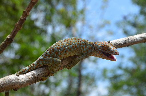Tokay gecko resting